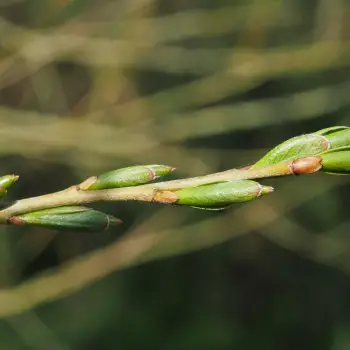 Salix alba (3 de 4)