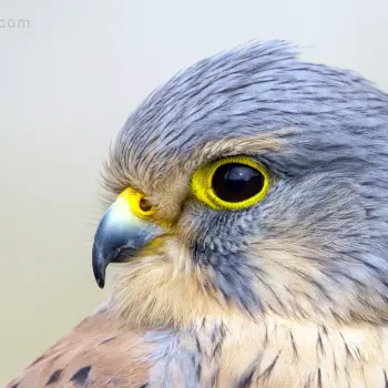 Cernícalo vulgar (Falco tinnunculus) (1 de 2)
