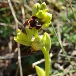 Ophrys fusca subsp. bilunulata