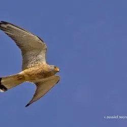 Falco naumanni (3 de 3)