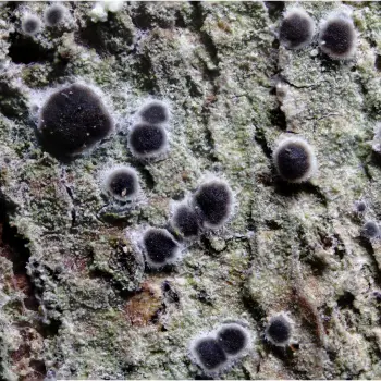 Byssoloma leucoblepharum (Nyl.) Vain. (2 de 6)