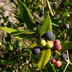 Fotografía Grezu, olivo montés o guerezu (Phillyrea latifolia) (2 de 3)