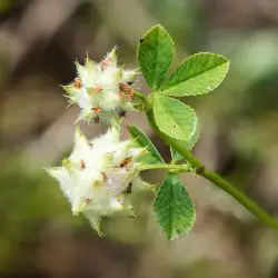 Fotografía Trifolium resupinatum (2 de 3)