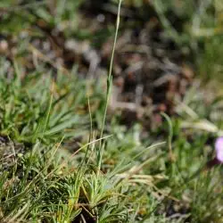 Dianthus pungens subsp. brachyanthus