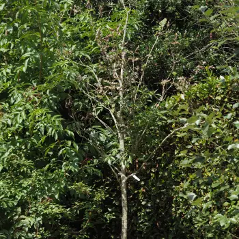 Sorbus hybrida (1 de 5)