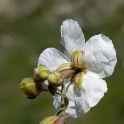 Fotografía Helianthemum violaceum (2 de 3)