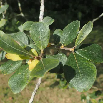 Salix atrocinerea (1 de 5)