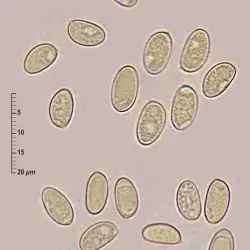 Hebeloma collariatum Bruchet (2 de 3)