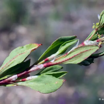 Fotografía Rumex bucephalophorus subsp. gallicus (3 de 5)
