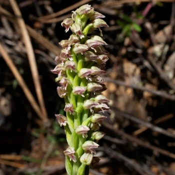 Neotinea maculata (2 de 3)