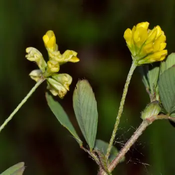 Trifolium dubium (2 de 3)