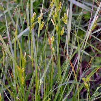Carex pallescens (1 de 5)