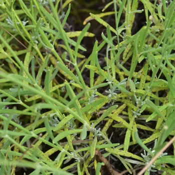 Lavandula angustifolia subsp. pyrenaica