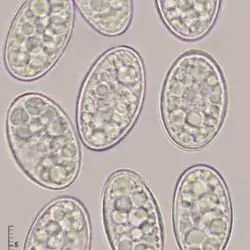 Scutellinia olivascens (Cooke) Kuntze (2 de 3)