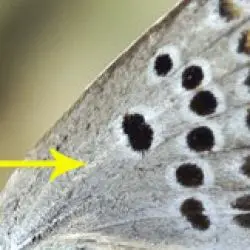 Polyommatus escheri