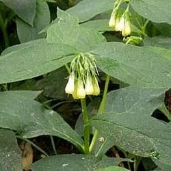 Symphytum tuberosum