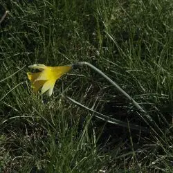 Narcissus pseudonarcissus subsp primigenius (1 de 2)