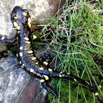 Fotografía Salamandra salamandra subsp. almanzoris (3 de 5)