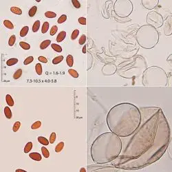 Coprinopsis poliomalla (Romagn.) Doveri, Granito & Lunghini (3 de 3)
