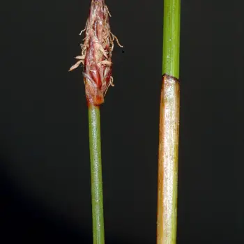 Eleocharis palustris subsp. waltersii (2 de 2)