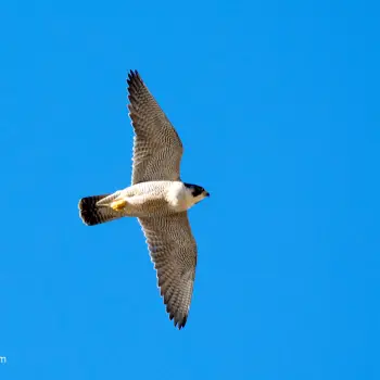 Fotografía Falco peregrinus (2 de 5)