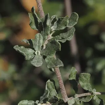 Fotografía Halimium lasianthum subsp. alyssoides (3 de 3)