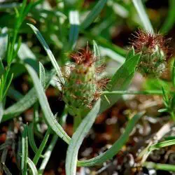 Centaurea janeri subsp. babiana (1 de 2)