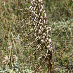 Fotografía Himantoglossum hircinum (1 de 2)