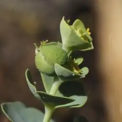 Euphorbia segetalis (3 de 3)