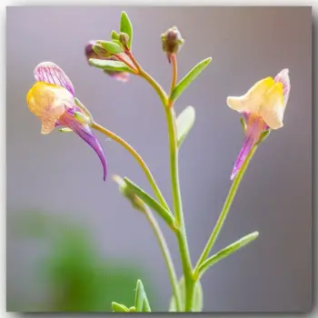 Linaria pedunculata (5 de 6)