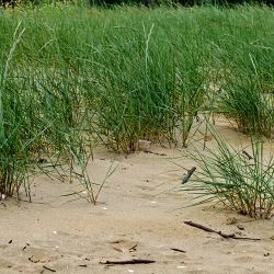 Elymus farctus subsp. boreoatlanticus