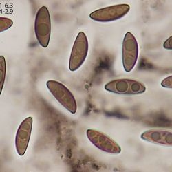 Anthostomella leptospora (Sacc.) S.M. Francis (2 de 3)