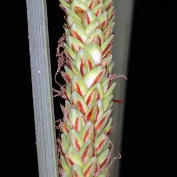 Carex trinervis (2 de 4)