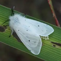 Mariposa nocturna (1 de 2)