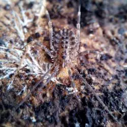 Fotografía Homalenotus quadridentatus (2 de 3)