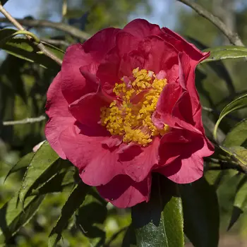 Camellia melliana (3 de 3)