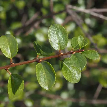 Rhamnus saxatilis subsp. saxatilis (1 de 5)