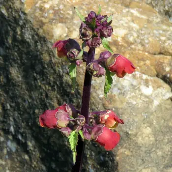 Scrophularia sambucifolia (1 de 5)
