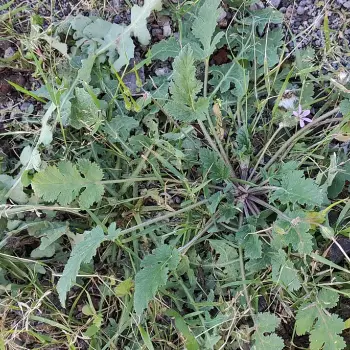Erodium neuradifolium (1 de 2)