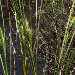 Fotografía Carex rostrata (1 de 3)