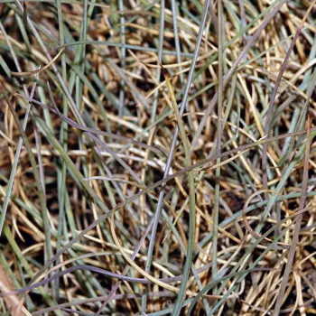 Fotografía Festuca yvesii subsp. summilusitana (3 de 6)