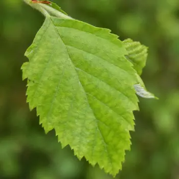 Betula nigra (3 de 6)