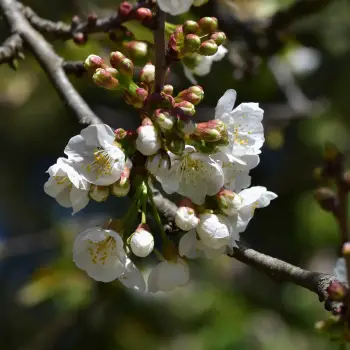 Prunus cerasus (1 de 2)