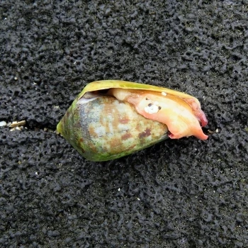 Conus guanche