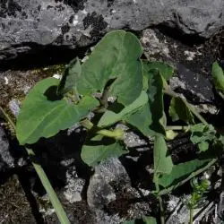Fotografía Aristolochia paucinervis (1 de 2)