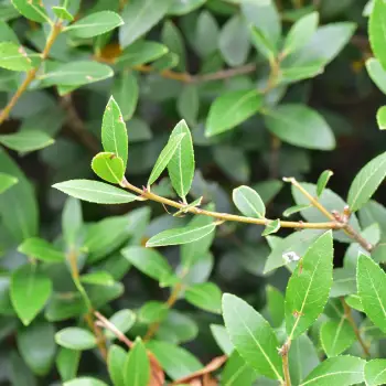 Phillyrea latifolia (2 de 2)