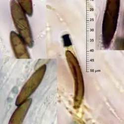 Rosellinia franciscae L. E. Petrini (1 de 2)