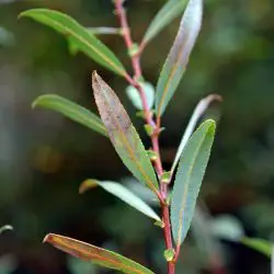 Salix triandra (2 de 3)