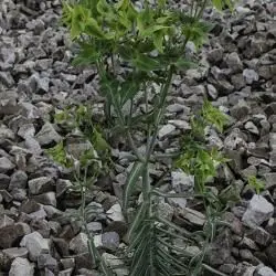 Euphorbia lathyris (2 de 2)