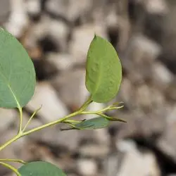 Eucalyptus delegatensis (2 de 3)